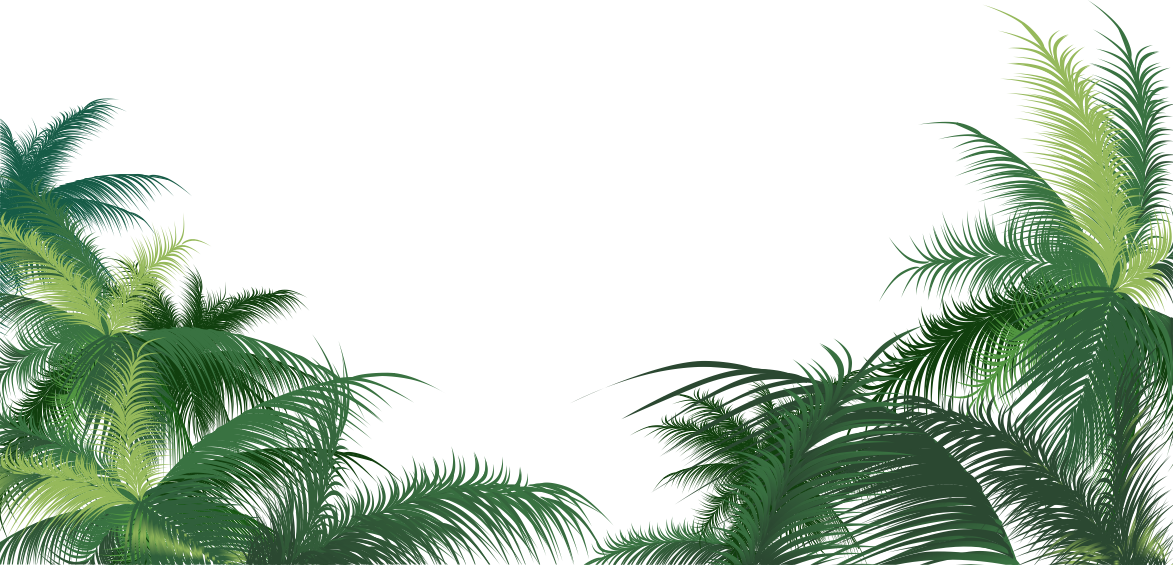 illustration of coconut trees at shenly grow
